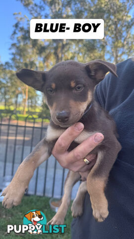 Purebred Kelpie Pups for Sale!!