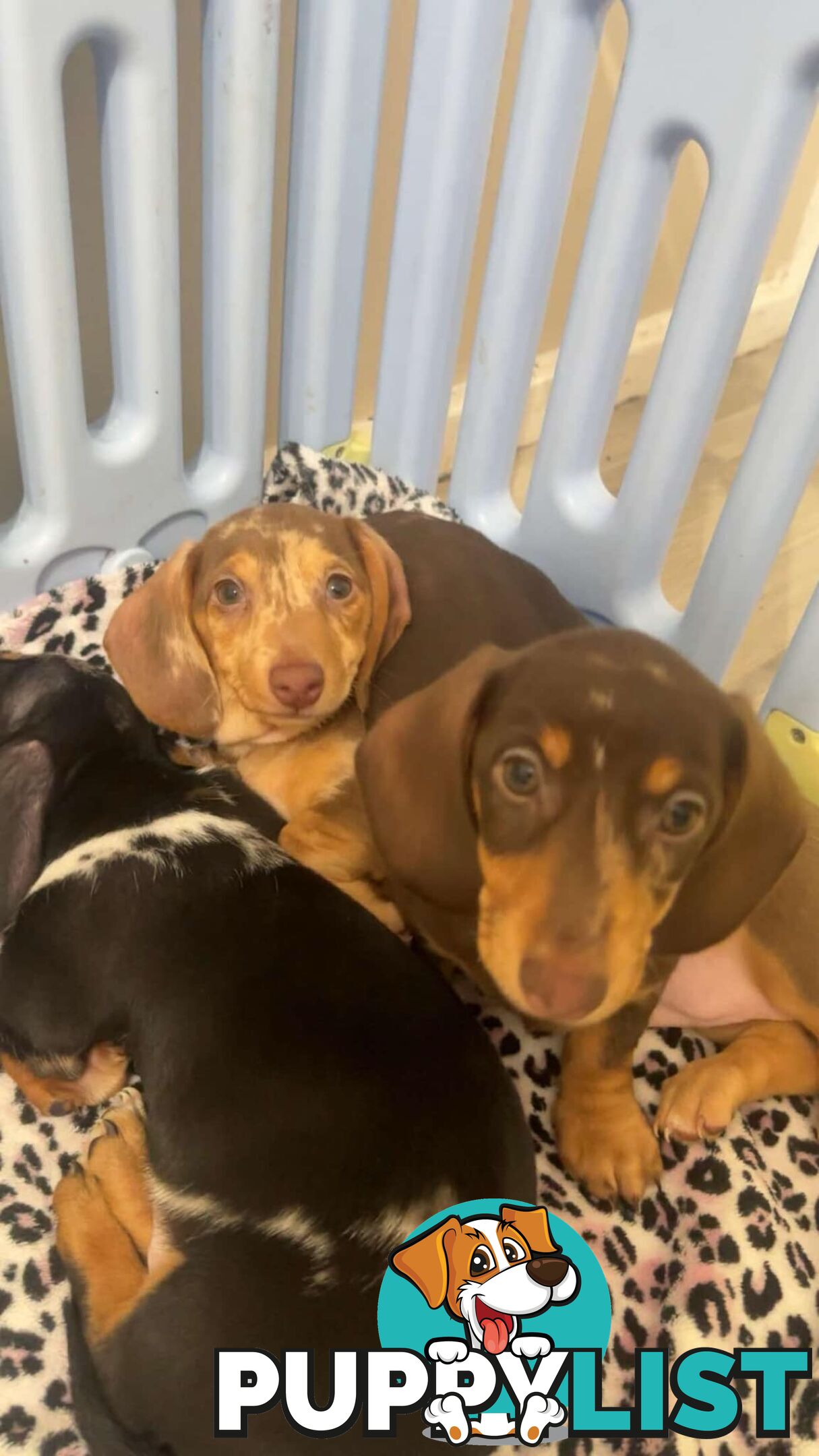 READY NOW!! Beautiful Dachshund puppies