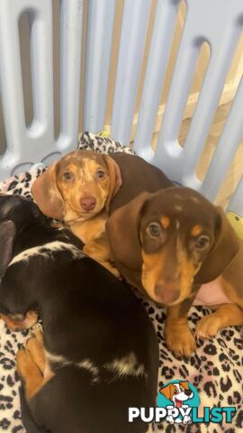 READY NOW!! Beautiful Dachshund puppies