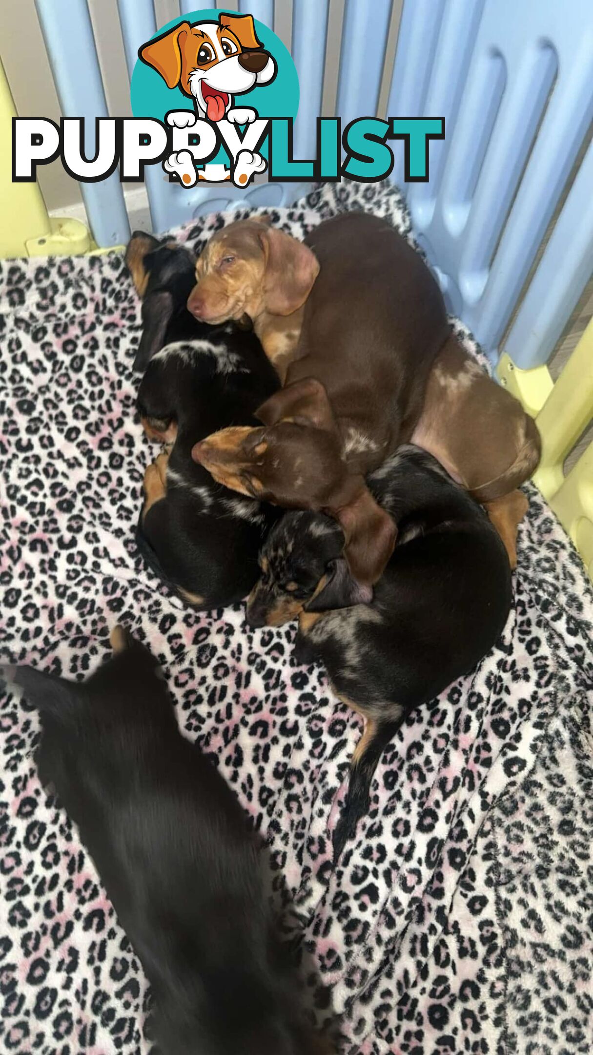 READY NOW!! Beautiful Dachshund puppies