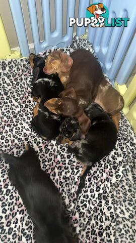 READY NOW!! Beautiful Dachshund puppies