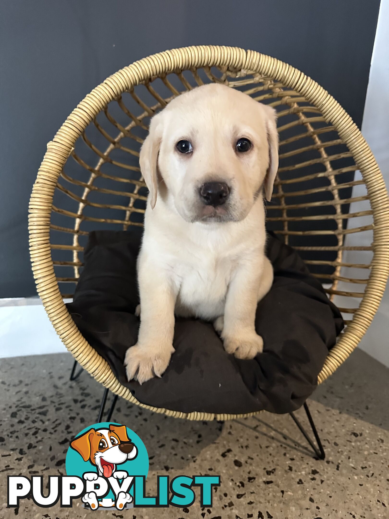 Labrador puppies