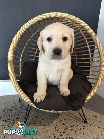 Labrador puppies