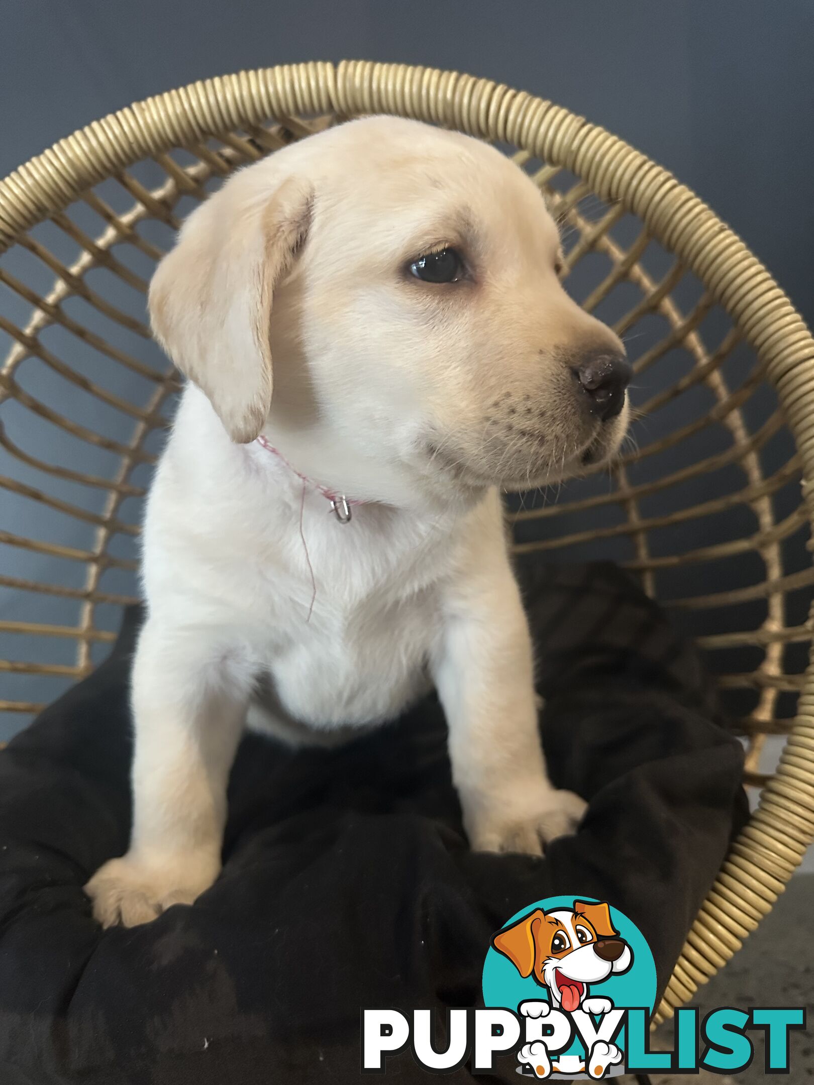 Labrador puppies