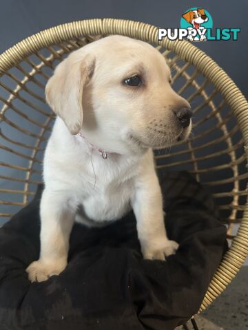 Labrador puppies