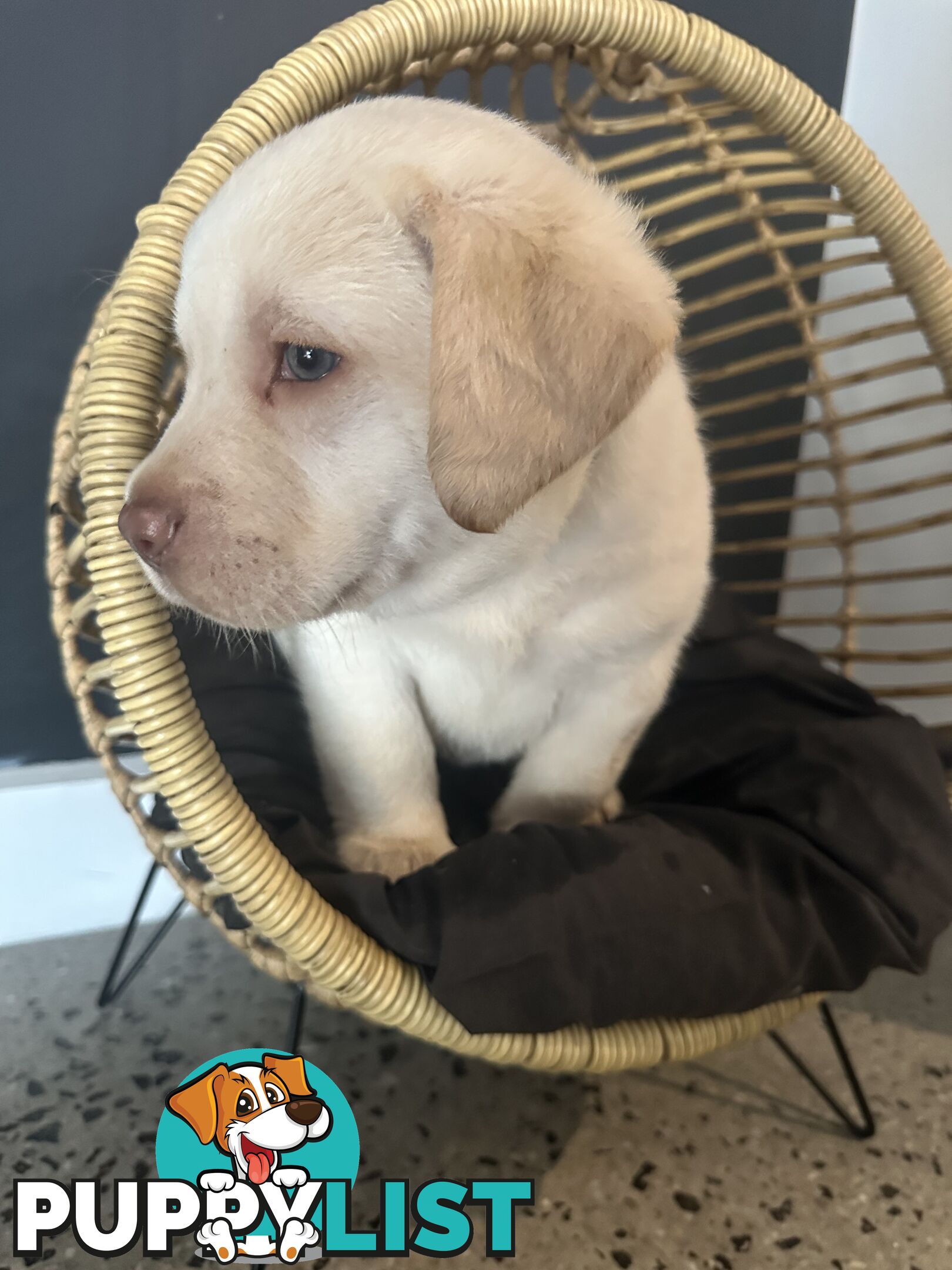 Labrador puppies