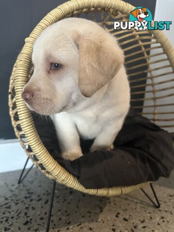 Labrador puppies