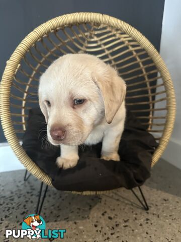 Labrador puppies