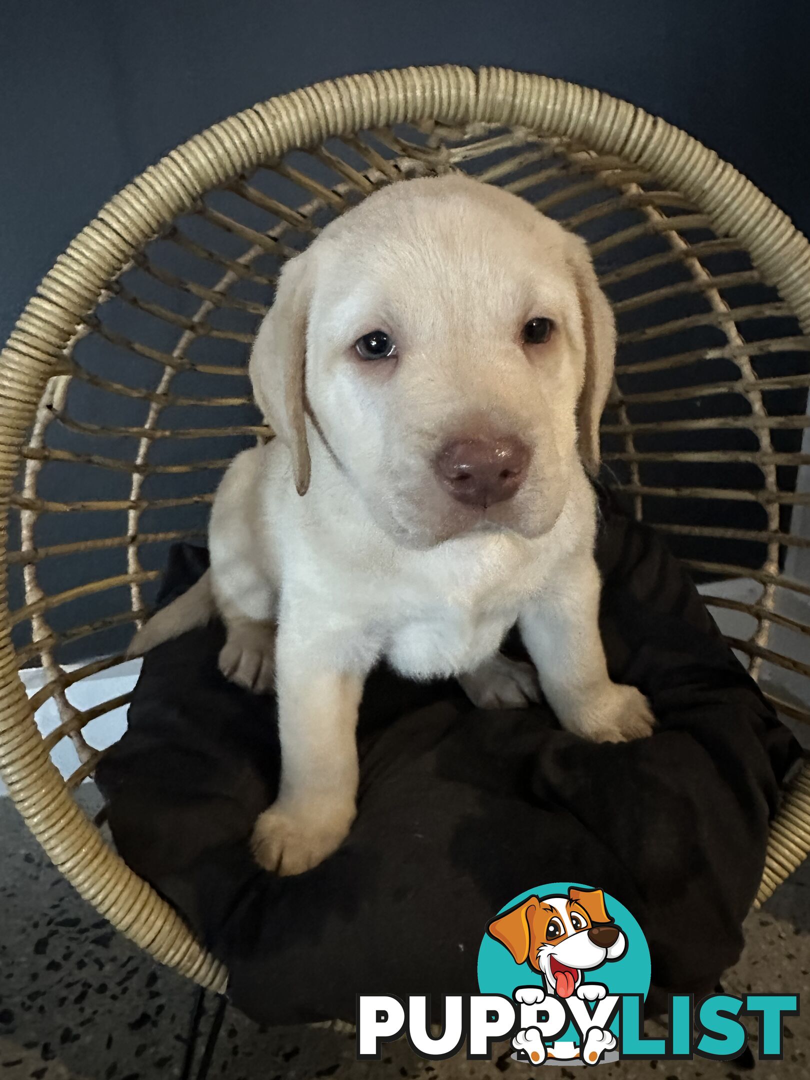 Labrador puppies