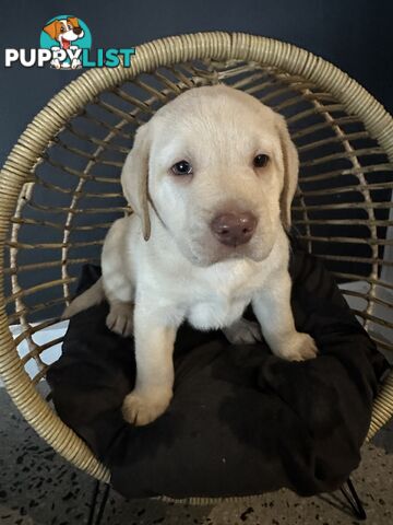 Labrador puppies