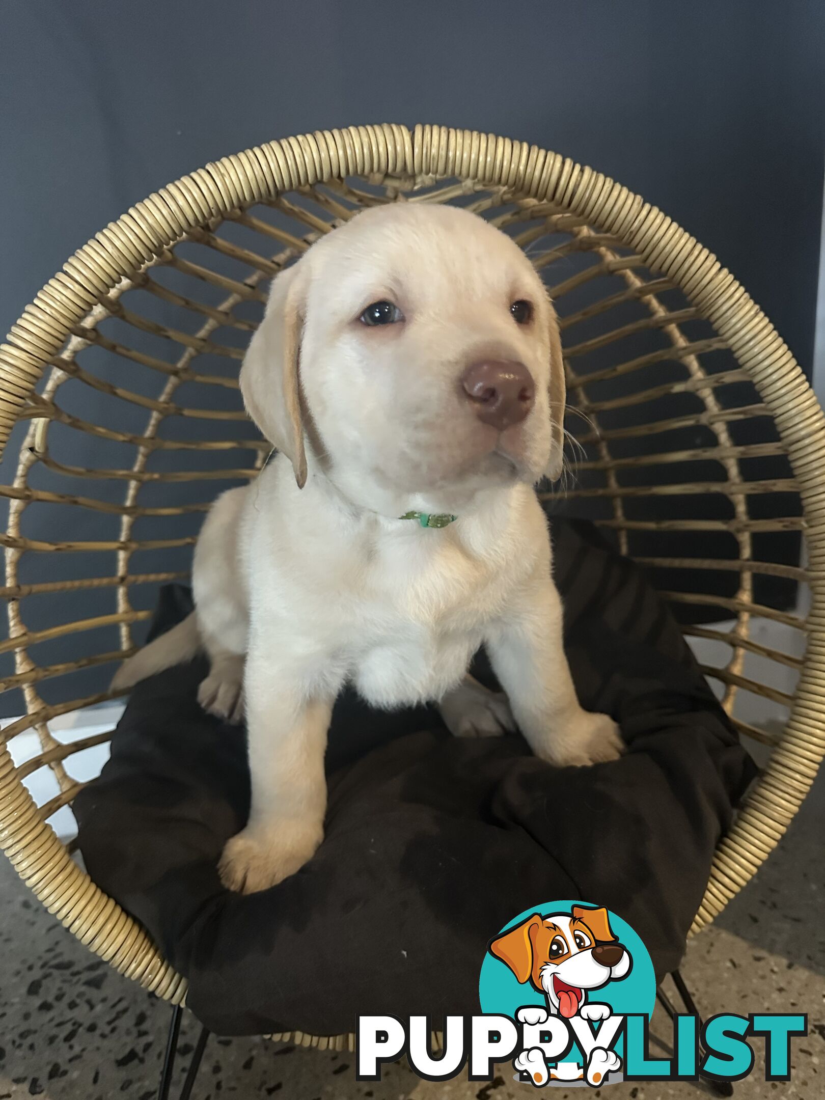 Labrador puppies