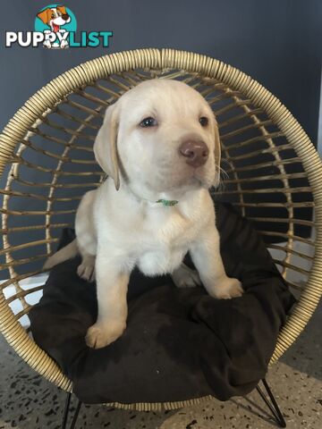 Labrador puppies