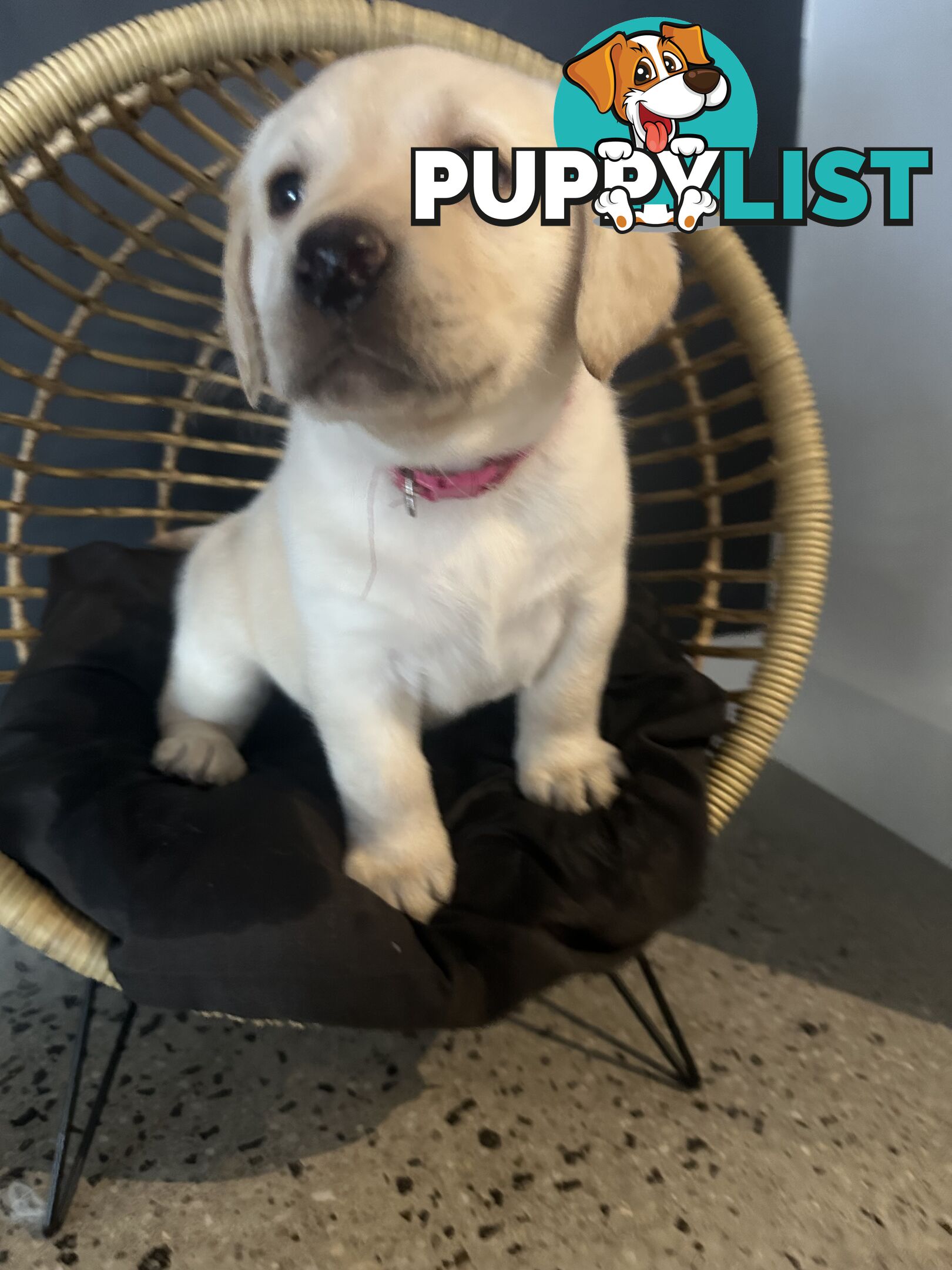 Labrador puppies