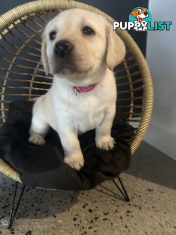 Labrador puppies