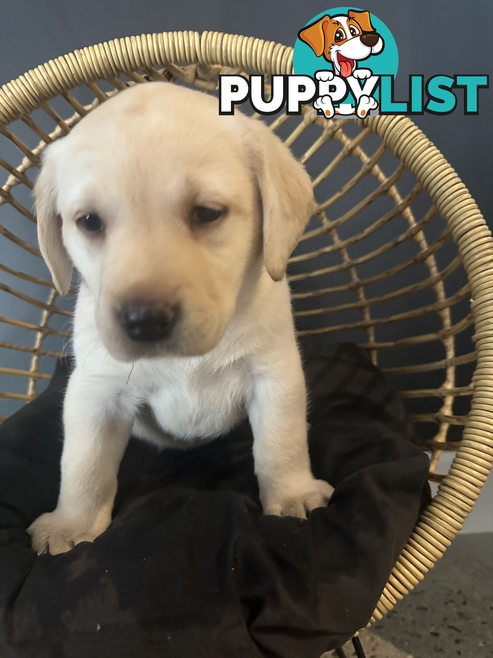 Labrador puppies