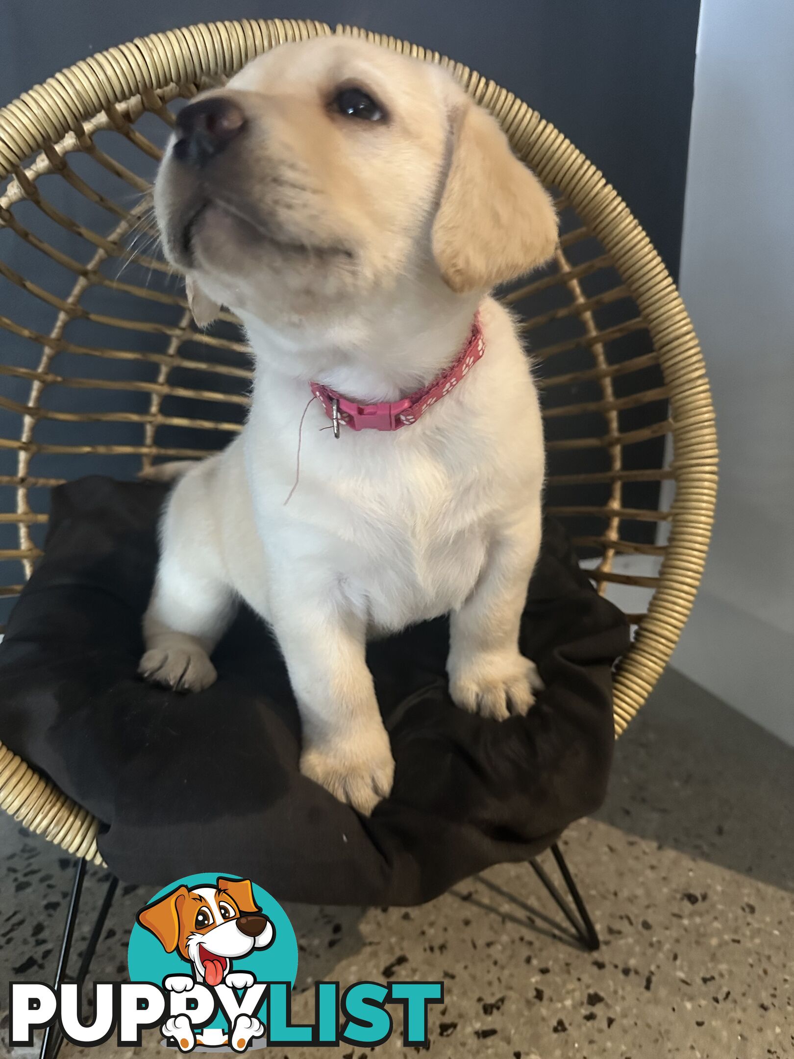 Labrador puppies