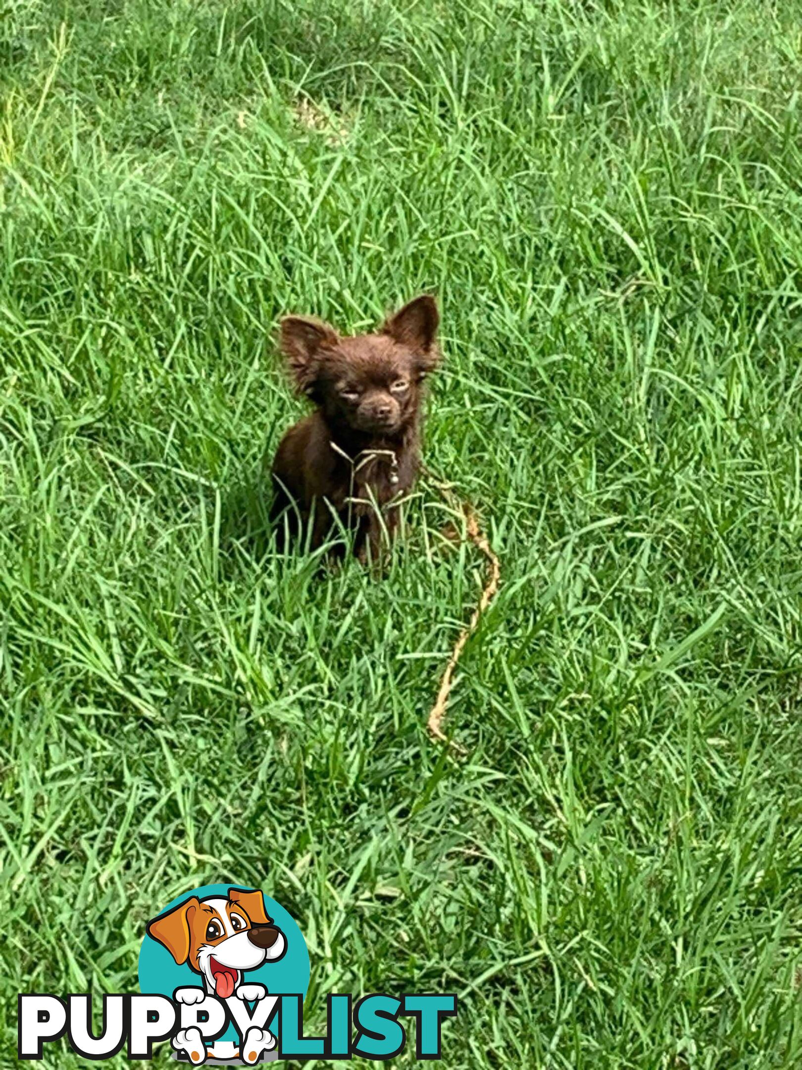 Purebred Chihuahua Puppies