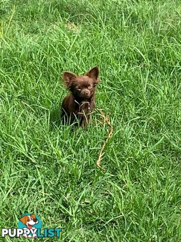 Purebred Chihuahua Puppies