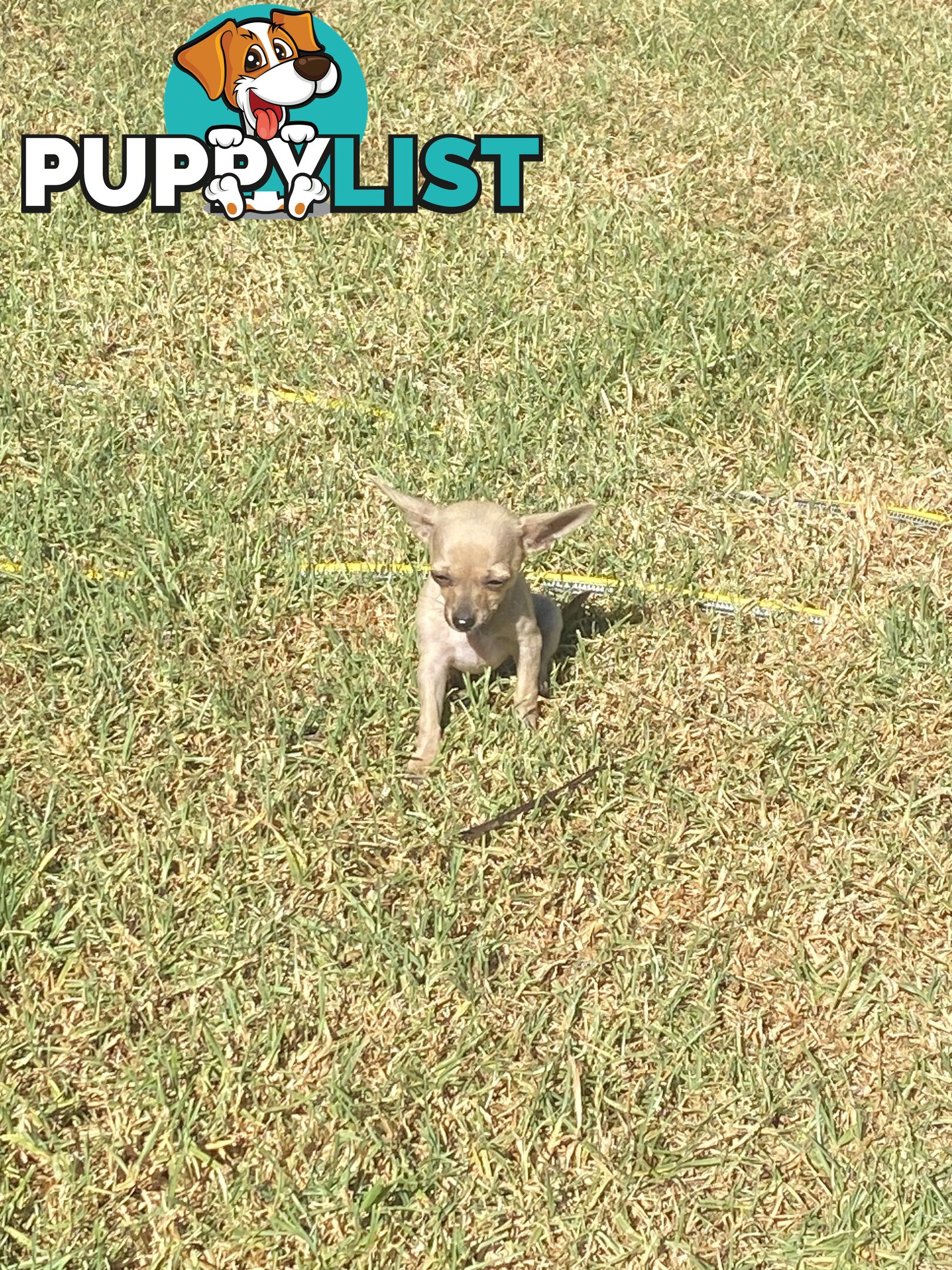 Purebred Chihuahua Puppies