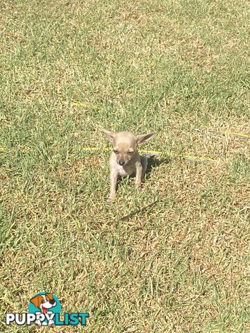 Purebred Chihuahua Puppies