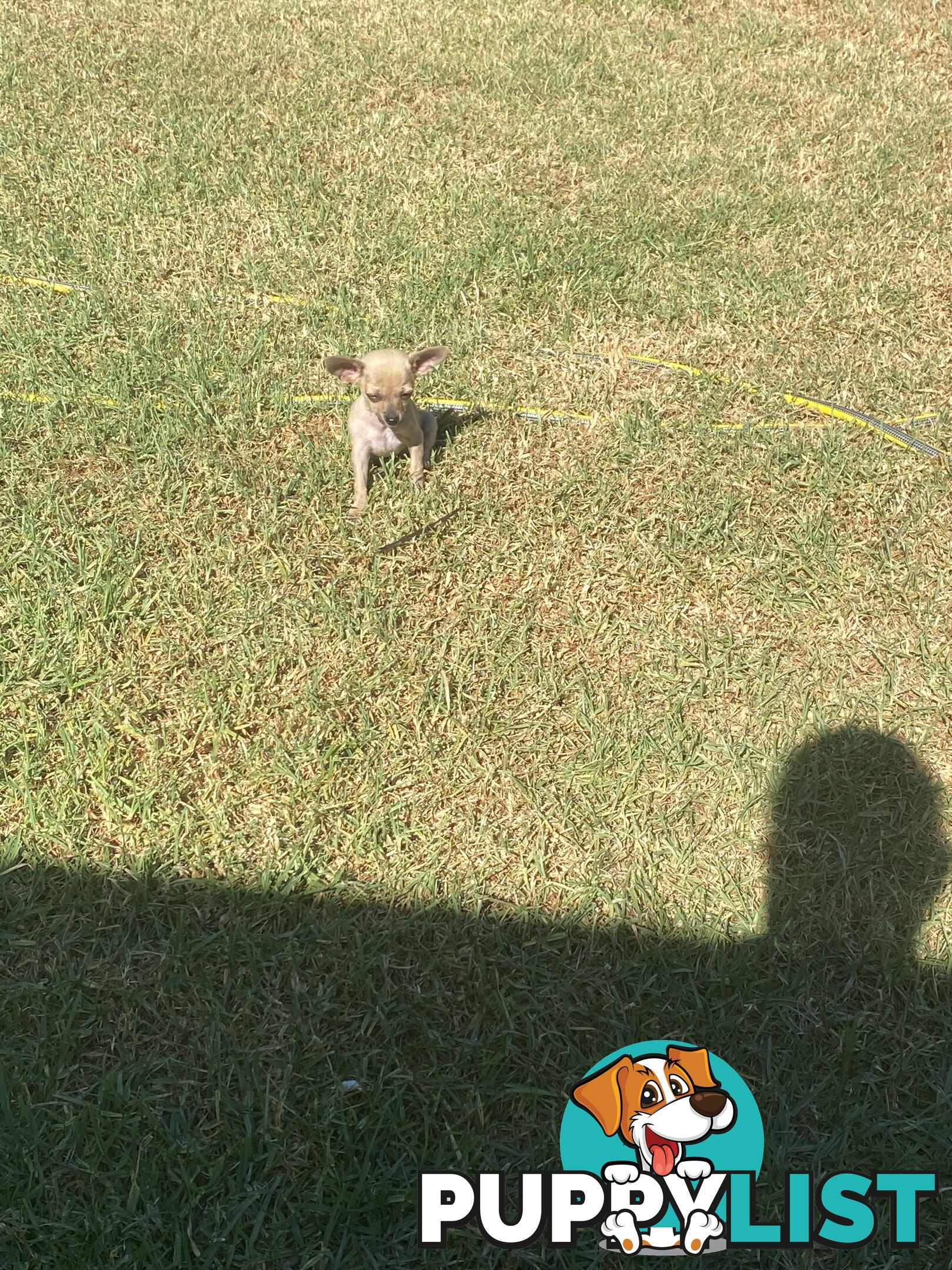 Purebred Chihuahua Puppies