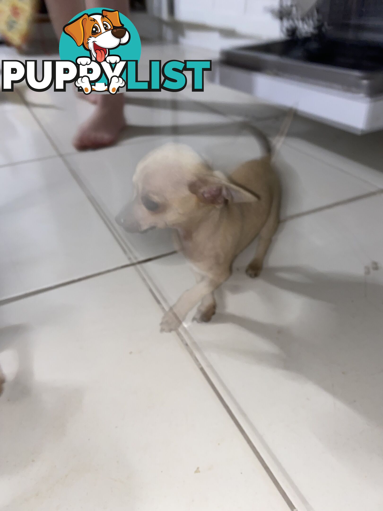 Purebred Chihuahua Puppies