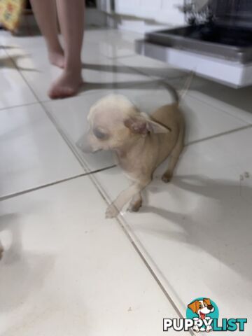 Purebred Chihuahua Puppies