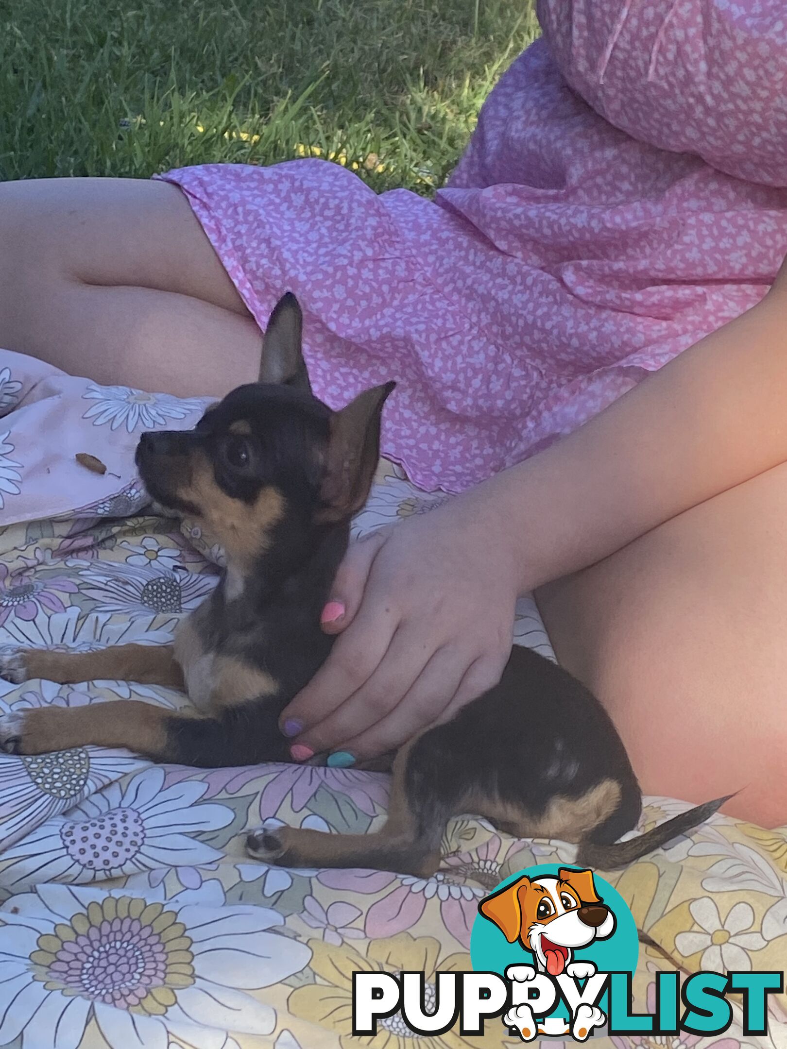 Purebred Chihuahua Puppies