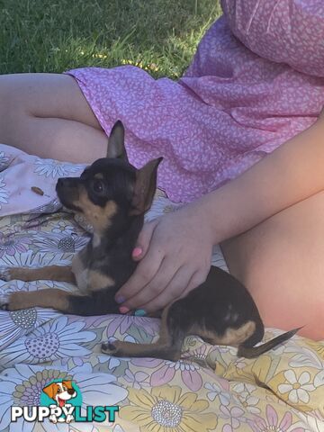 Purebred Chihuahua Puppies