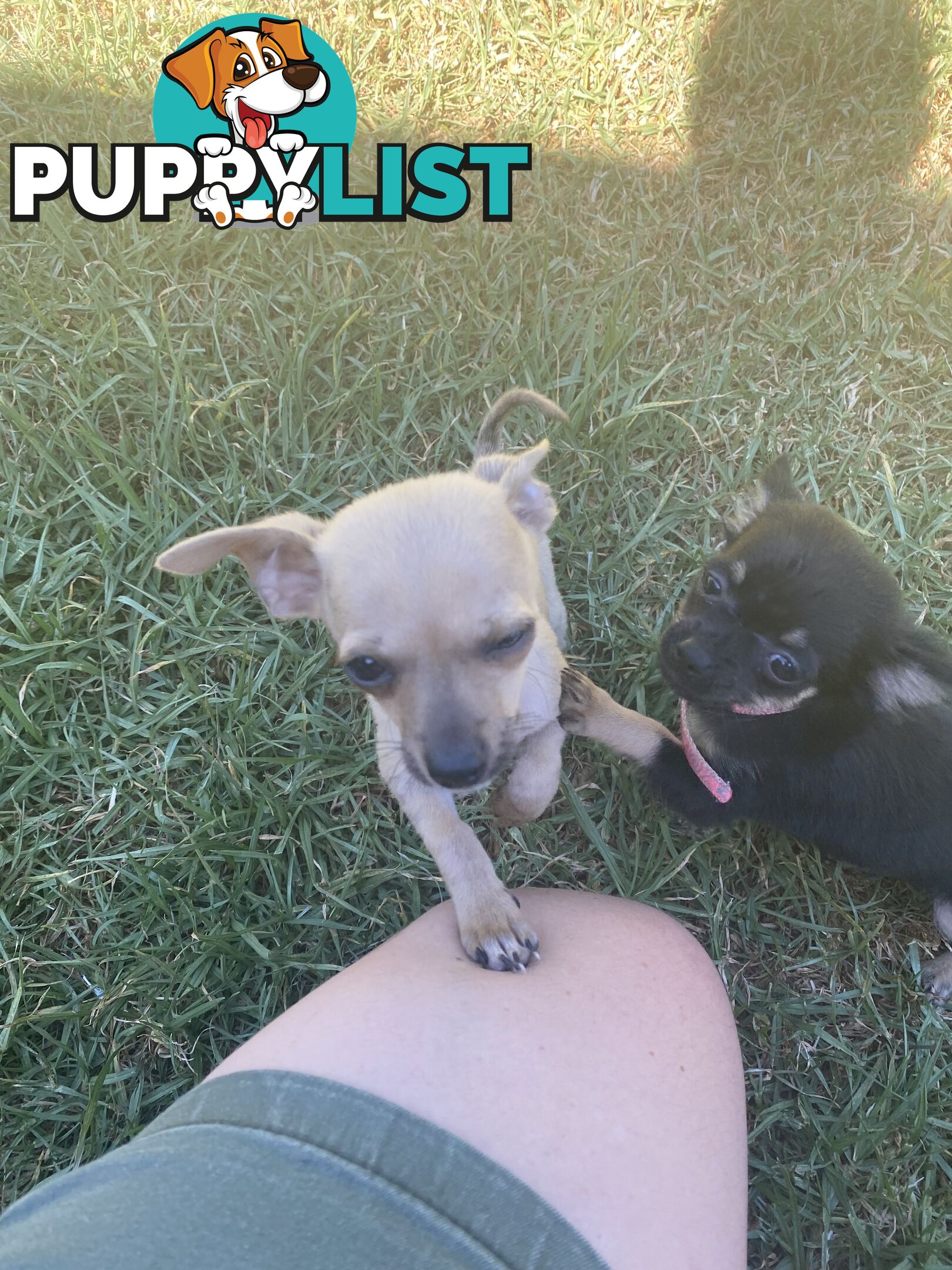 Purebred Chihuahua Puppies