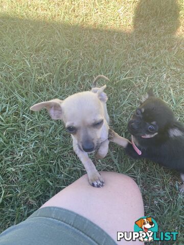 Purebred Chihuahua Puppies