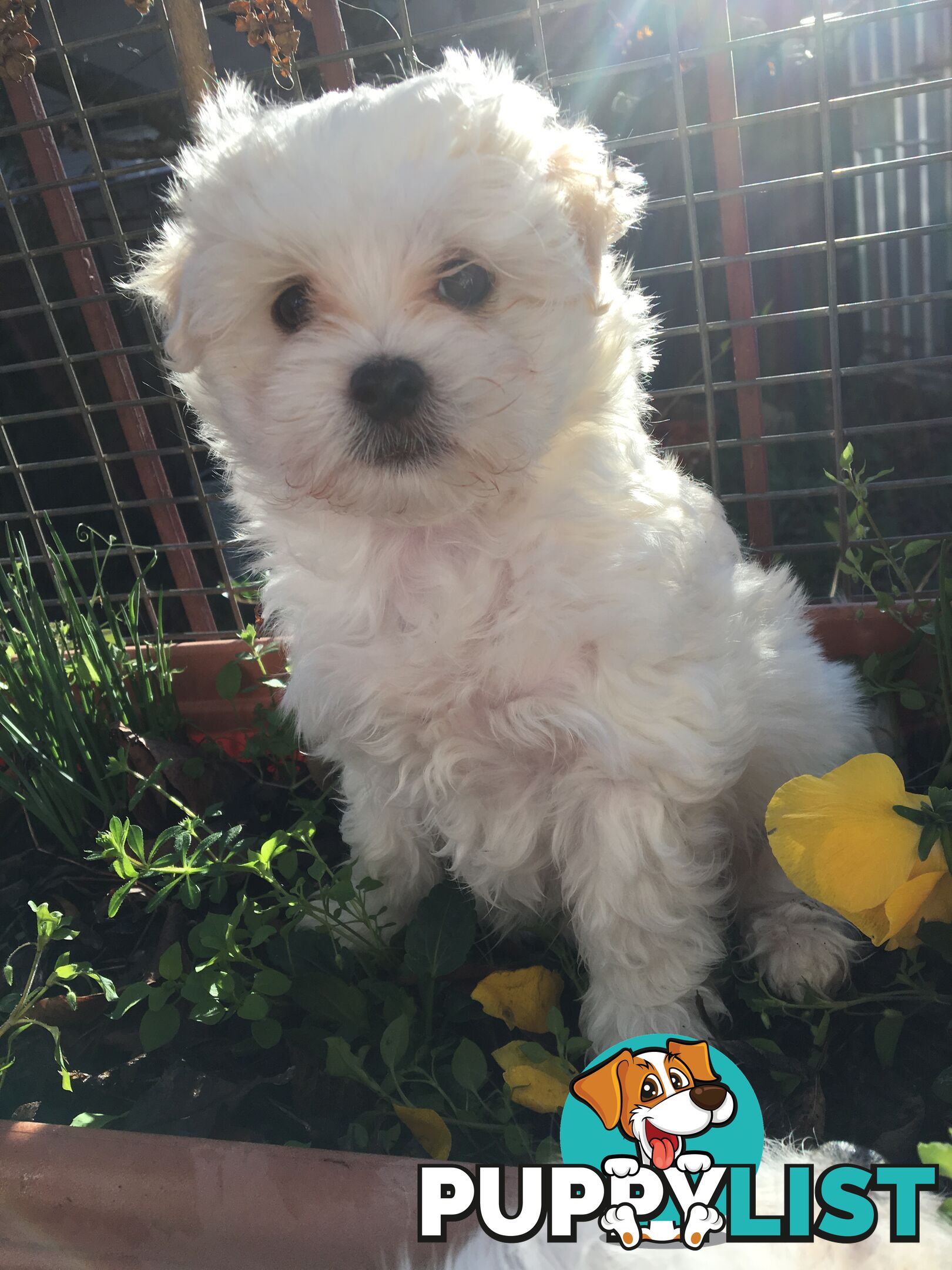 Beautiful Maltese X Shih Tzu Female puppy