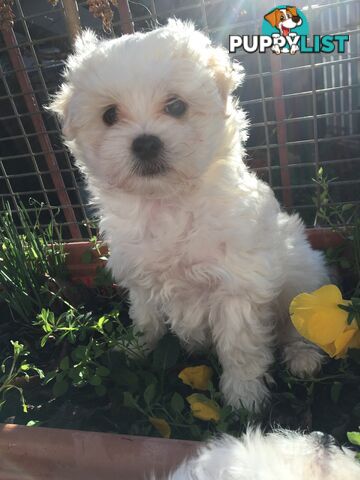 Beautiful Maltese X Shih Tzu Female puppy