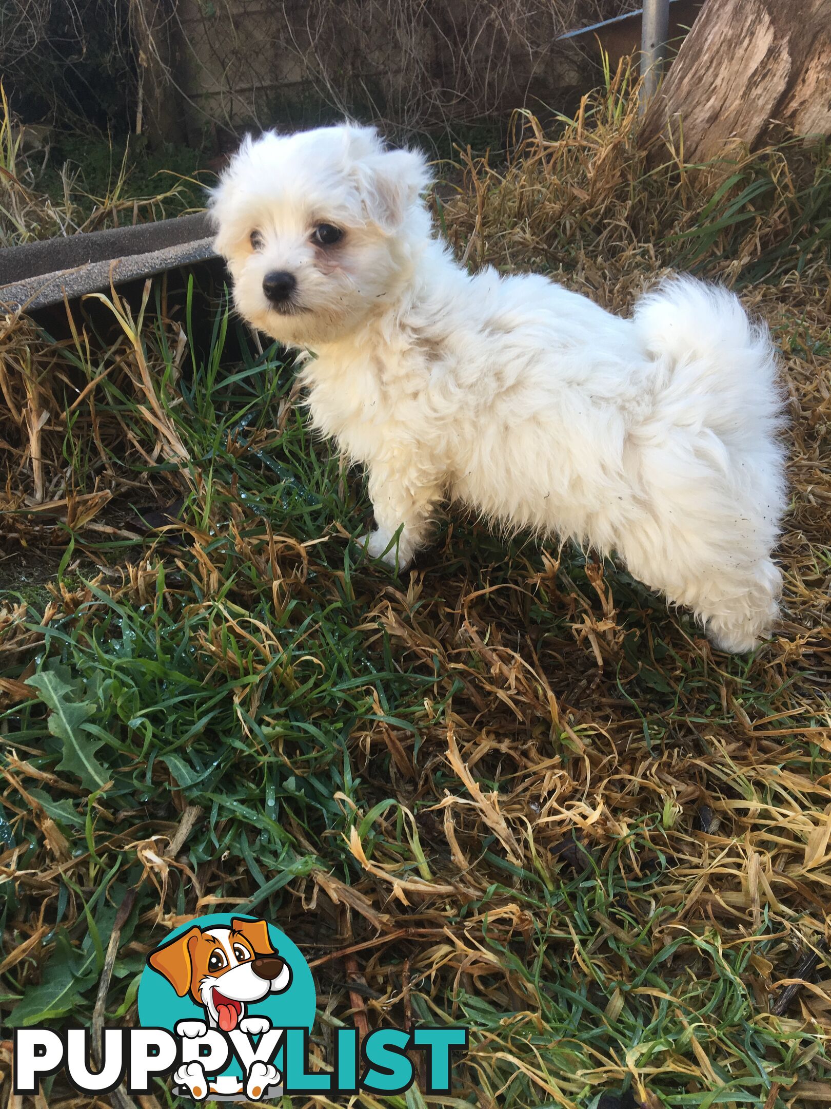 Beautiful Maltese X Shih Tzu Female puppy