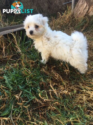 Beautiful Maltese X Shih Tzu Female puppy