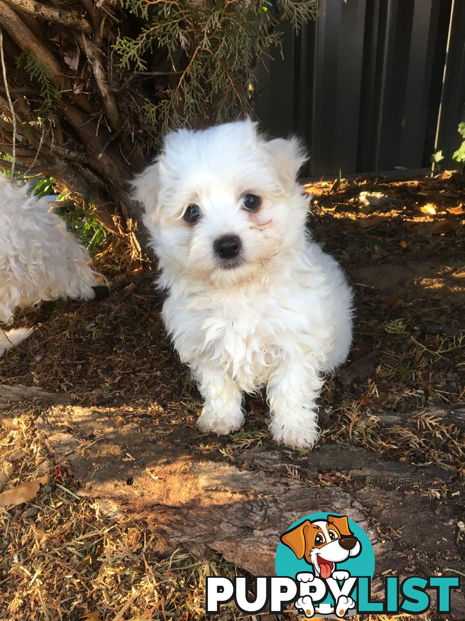 Beautiful Maltese X Shih Tzu Female puppy