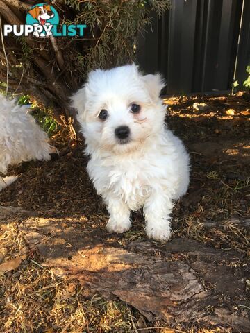 Beautiful Maltese X Shih Tzu Female puppy