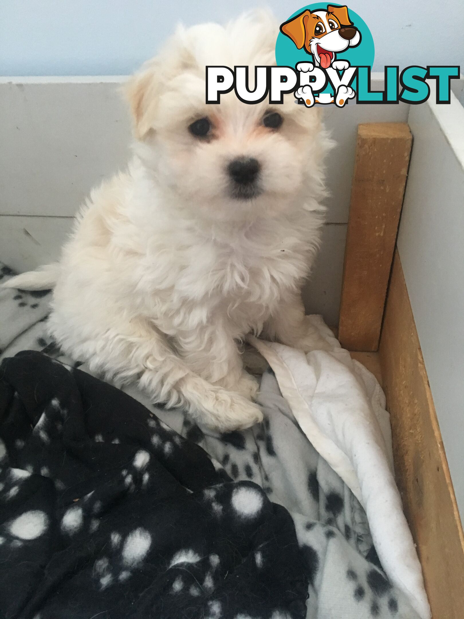 Beautiful Maltese X Shih Tzu Female puppy