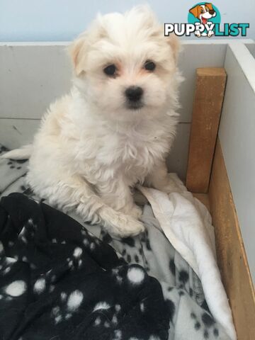 Beautiful Maltese X Shih Tzu Female puppy