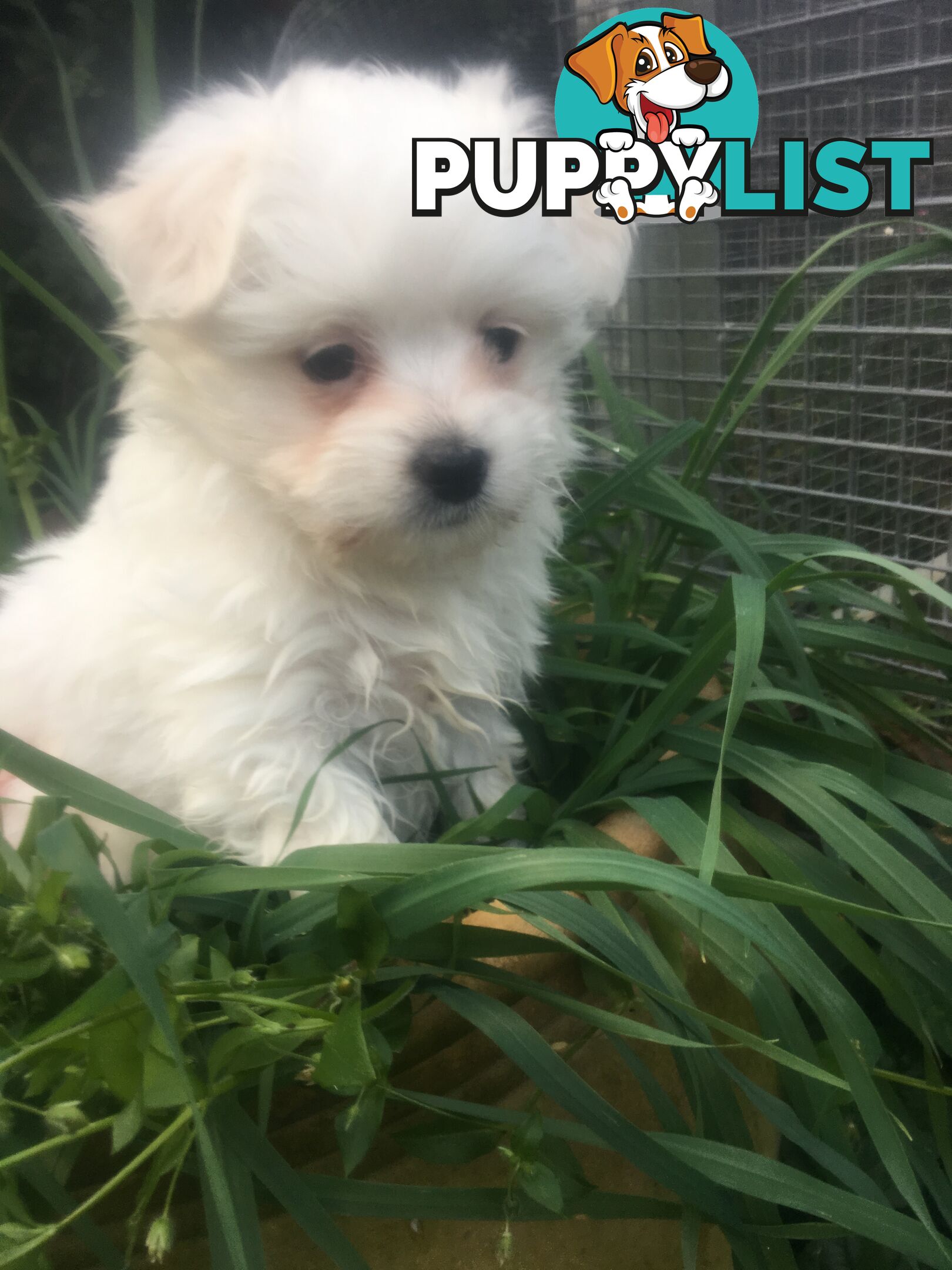 Beautiful Maltese X Shih Tzu Female puppy