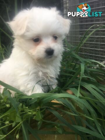 Beautiful Maltese X Shih Tzu Female puppy