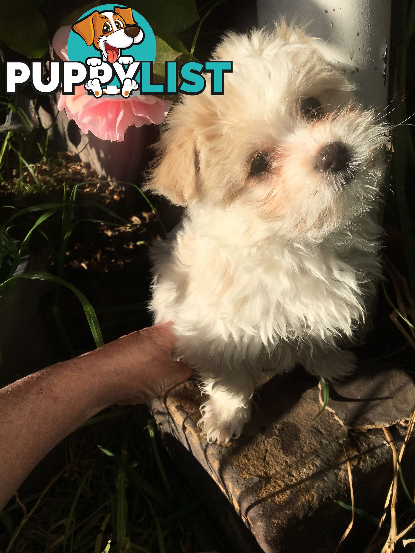 Beautiful Maltese X Shih Tzu Female puppy