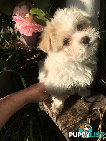 Beautiful Maltese X Shih Tzu Female puppy