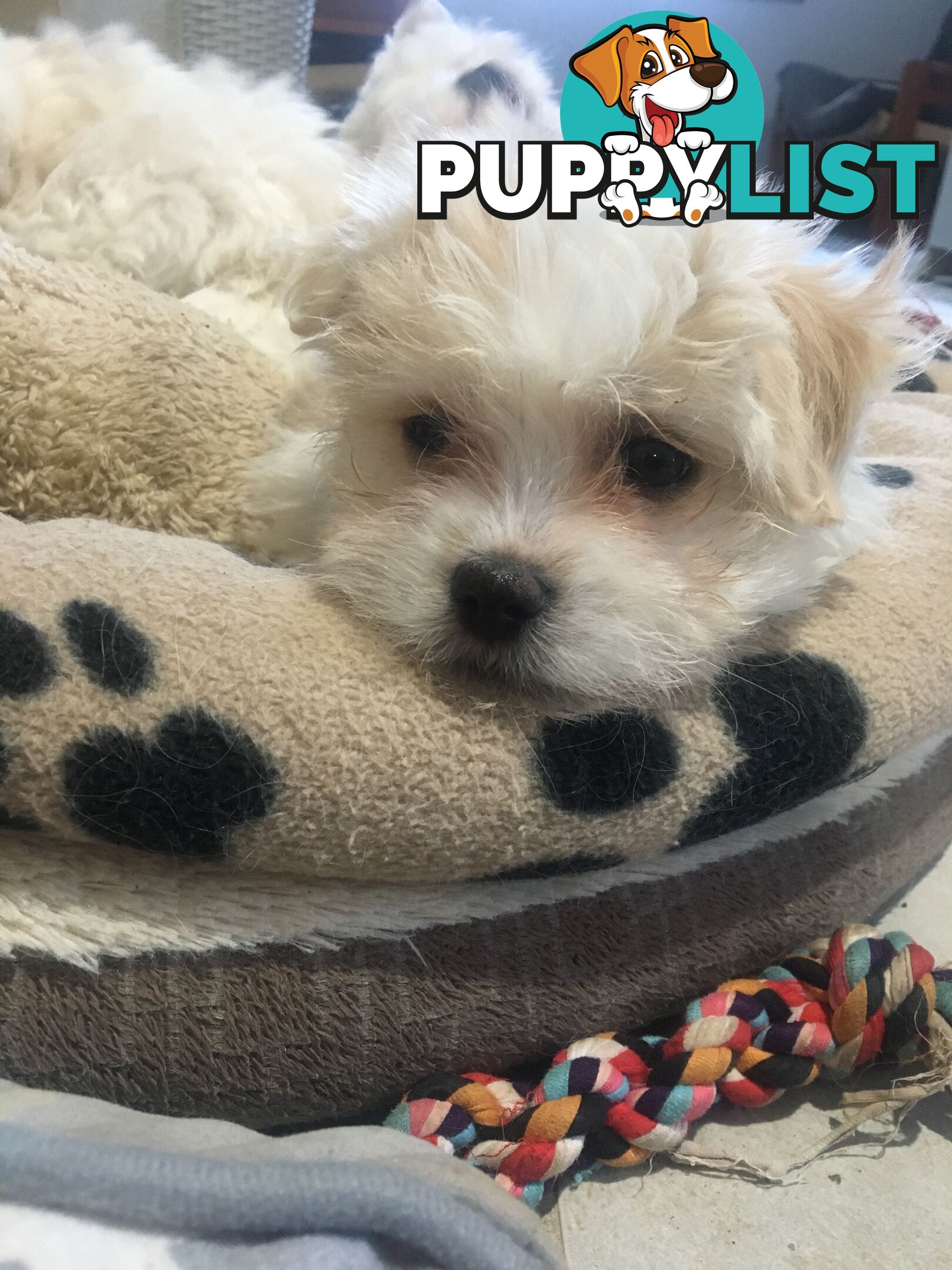 Beautiful Maltese X Shih Tzu Female puppy