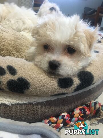 Beautiful Maltese X Shih Tzu Female puppy