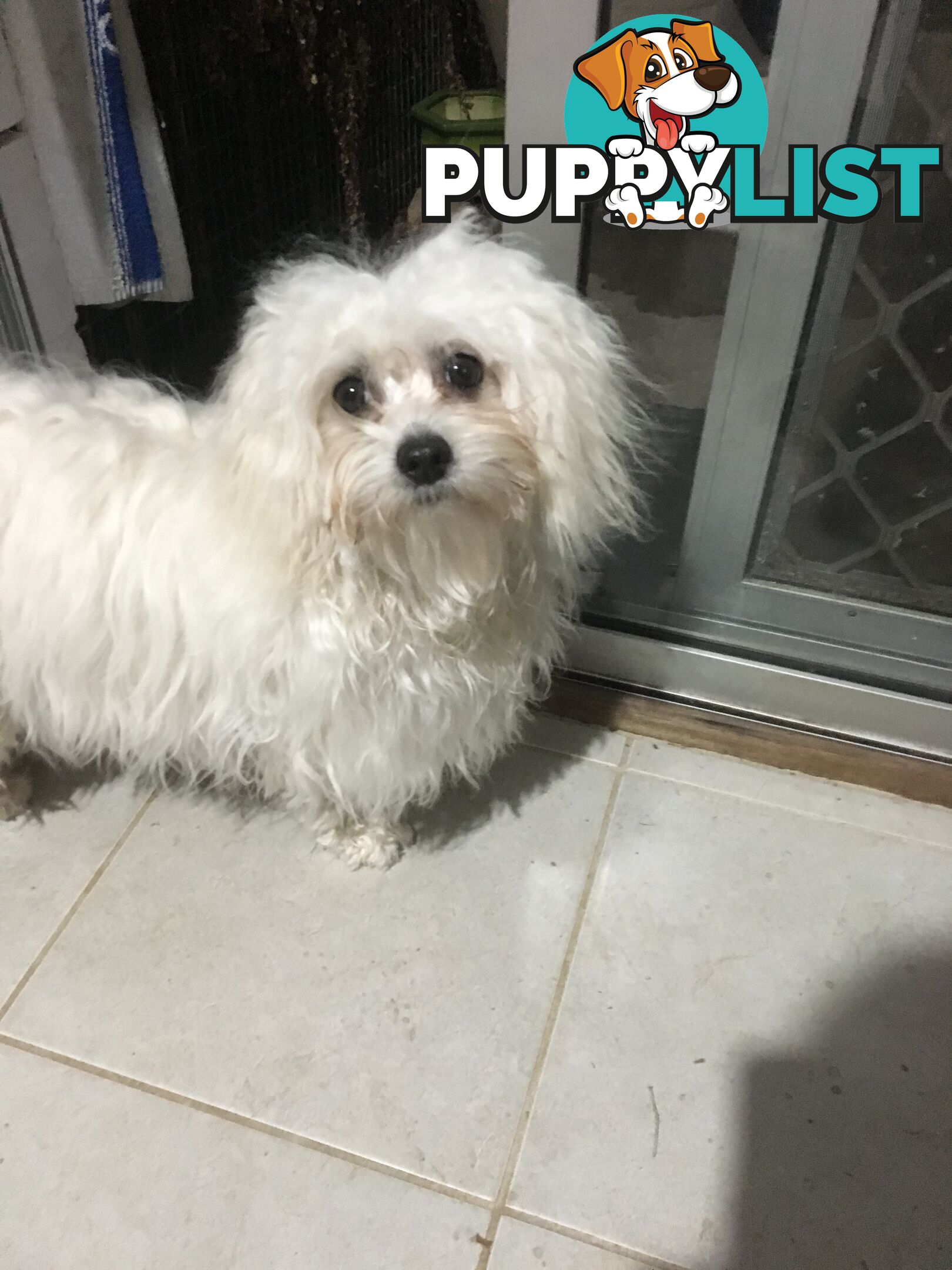 Beautiful Maltese X Shih Tzu Female puppy