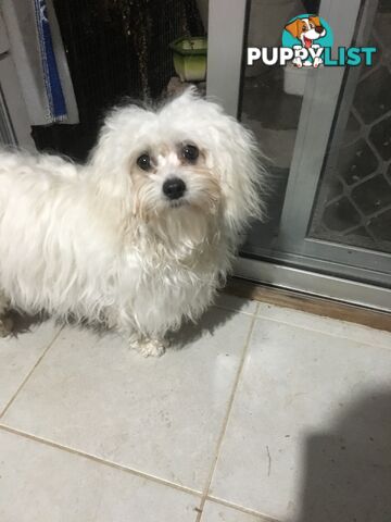 Beautiful Maltese X Shih Tzu Female puppy