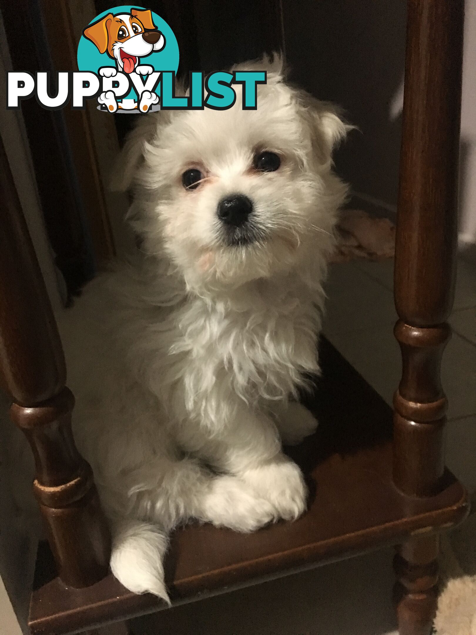 Beautiful Maltese X Shih Tzu Female puppy