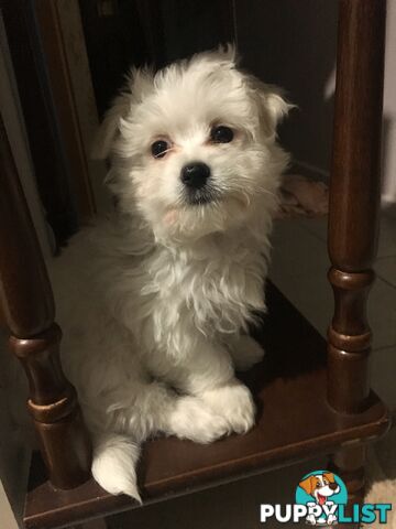 Beautiful Maltese X Shih Tzu Female puppy