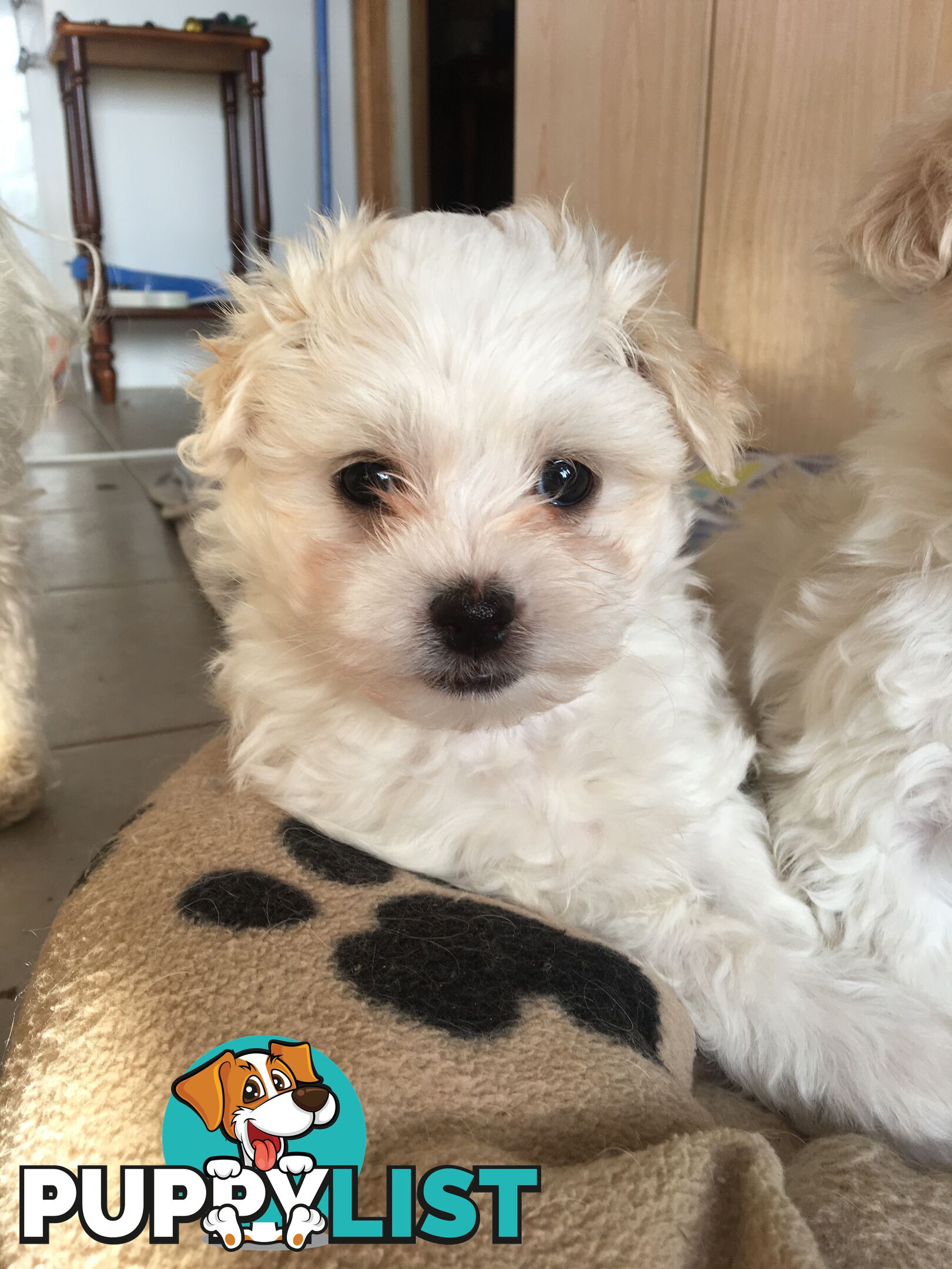 Beautiful Maltese X Shih Tzu Female puppy